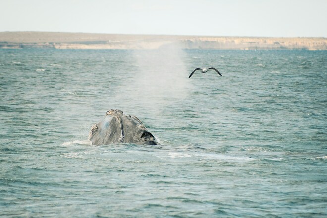 16 Night Antarctica Holiday - Christmas at Sea