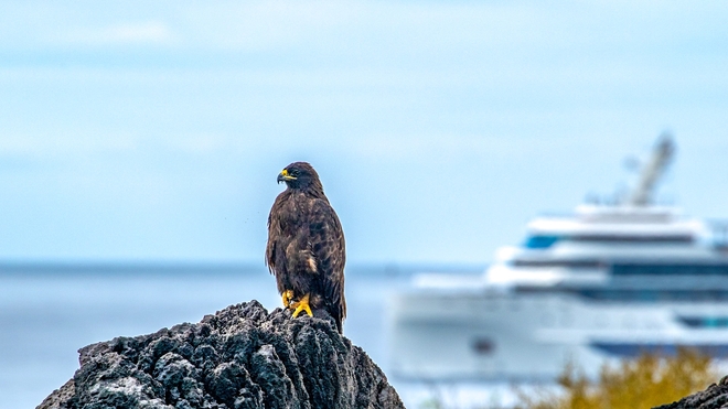 Galapagos Cruises