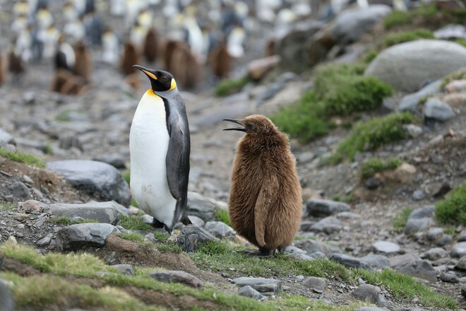 Antarctic Explorer & the Americas
