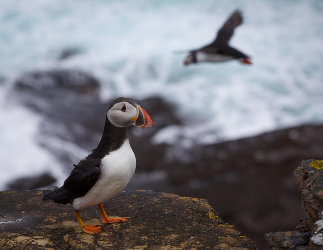 Expedition Antarctica: Antarctic Circle (Intensive)