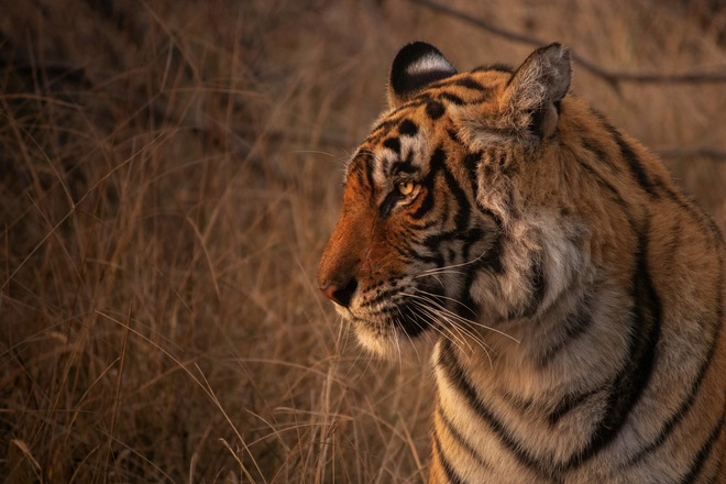 Cruise & Rail: The Sacred Ganges & the Maharajas' Express