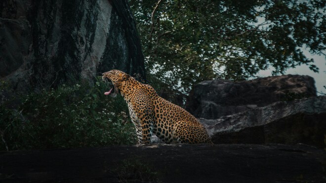 Wild Sri Lanka