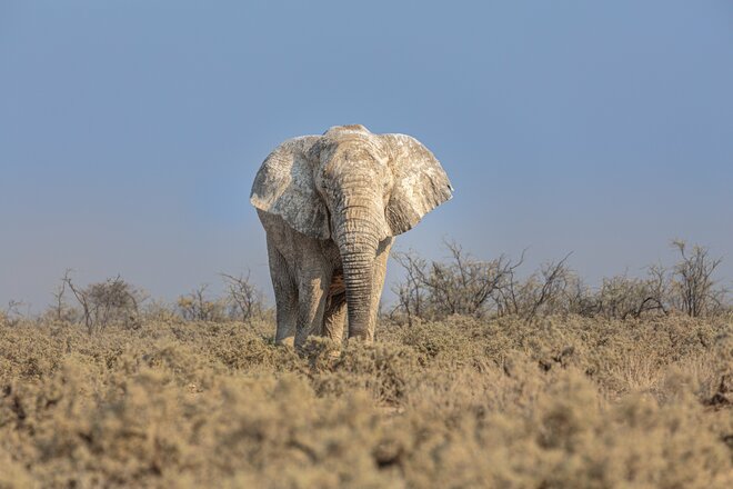 Iconic Africa