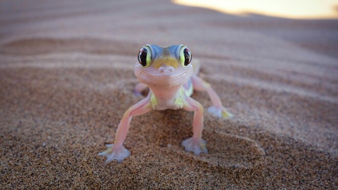 African Wonders & the Skeleton Coast