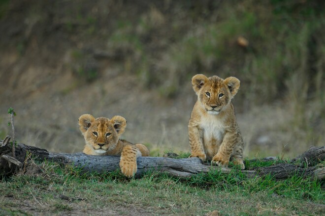 Victoria Falls & East Africa Adventure