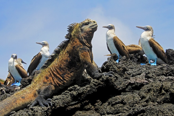 Galápagos Cruising